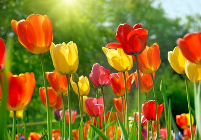 Beautiful yellow, orange and red tulips in sunshine.