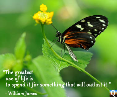 Butterfly on a flower with William James quote